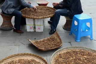 拉薩蟲草交易進(jìn)入旺季（組圖） ()