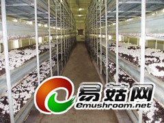 供应双孢菇培养床及采菇车图1