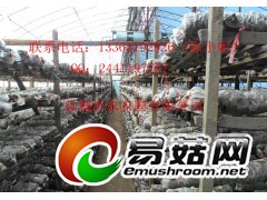 绿白膜，香菇用散射光膜图2