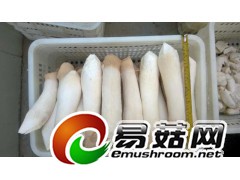 常年供应杏鲍菇、只对河南图1