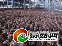 香菇加湿器哪个品牌好？图3