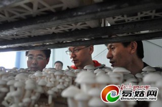 河口區(qū)建成全國最大的工廠化食用菌生產(chǎn)企業(yè)　可實(shí)現(xiàn)年收入8億元 ()