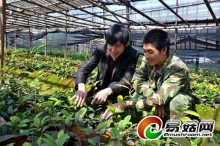 漳平食用菌大棚轉(zhuǎn)型種植金花茶 ()