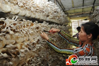 玉林市食用菌產(chǎn)值五年增兩倍 ()