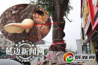 琿春：古樹(shù)長(zhǎng)出大蘑菇 希望專家?guī)徒饣?()