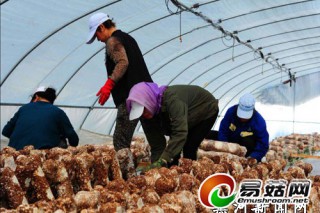 墾區(qū)：長(zhǎng)水河大棚香菇走出國(guó)門(mén)　遠(yuǎn)銷日韓 ()