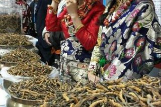 玉樹(shù)首屆雪原蟲(chóng)草節(jié)暨經(jīng)貿(mào)洽談會(huì)開(kāi)幕 ()