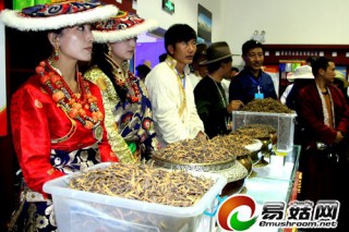 玉樹(shù)首屆蟲(chóng)草節(jié)暨經(jīng)貿(mào)洽談會(huì)盛大揭幕（組圖） ()