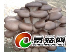 求购 新鲜金针菇新鲜香菇 平菇 金针菇 褐菇 白玉菇 蟹味菇图1