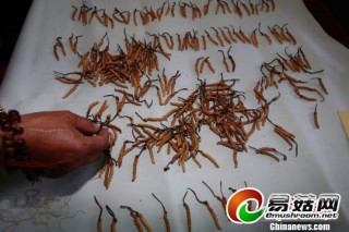 青海雜多冬蟲(chóng)夏草獲“蟲(chóng)草王”美譽(yù) ()