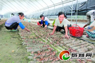 銅仁市木黃食用菌園區(qū)啟動(dòng)“廢舊菌棒3次終端利用”研發(fā) ()