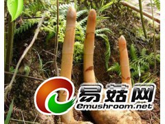 求购野生天麻箭麻图1