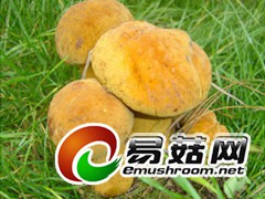 求购美味牛肝菌菌粉!美味菌脚!美味碎片图1