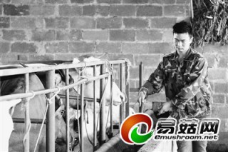 "90后"小伙打工毅然回鄉(xiāng)養(yǎng)牛種蘑菇 ()