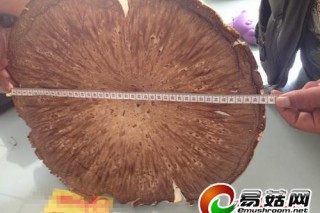 吉林市北山發(fā)現(xiàn)一直徑0.4米的“大蘑菇” ()