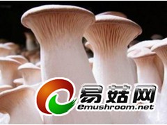 求购香菇、木耳、银耳、猴头菇、羊肚菌、牛肝菌等各种食用菌图3