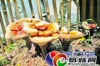小區(qū)草地竟長(zhǎng)出“靈芝” 共有三處已被圈起保護(hù) ()