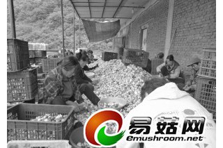 食用菌岫巖新品香菇質(zhì)優(yōu)價(jià)高 規(guī)范市場(chǎng)創(chuàng)香菇品牌 ()