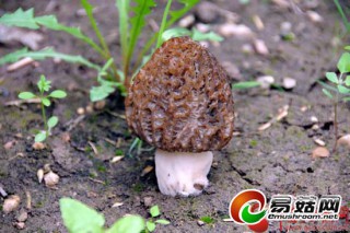 甘南舟曲縣人工羊肚菌試種成功 ()