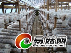 食用菌菌种生产图1