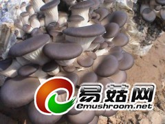 平菇加湿机怎么选?图3