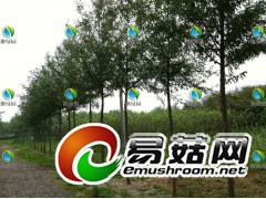 竹柳造林技术要求摘要图1