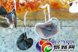 洗碗池下蘑菇倒著長(zhǎng) 教授：蘑菇越漂亮毒性越大(圖) ()