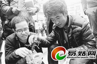 蟲草交易進(jìn)入旺季 價(jià)格基本與往年持平 ()