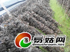黑木耳图1