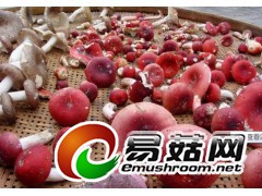 求购质量好的红蘑菇图1