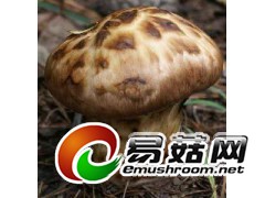 收购松茸香菇图1