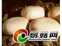 求购双孢菇、金针菇一级菌种。图2