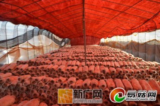 瀘西縣午街鋪鎮(zhèn)“水果香菇”成果農(nóng)增收新支點(diǎn) ()