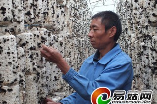 黑龍江10萬袋富硒木耳基地迎來首次采摘 ()