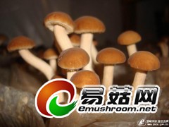 江苏供应茶树菇.《毛木耳。干。鲜》图1