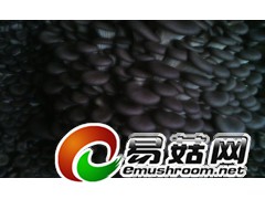 供应高产抗病平菇菌种图2