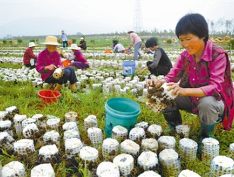 山東棗莊秸稈栽培食用菌  環(huán)保促增收 ()