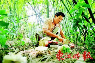 博羅福田有嶺南菌王 極鮮美荔枝菌800元一斤 ()