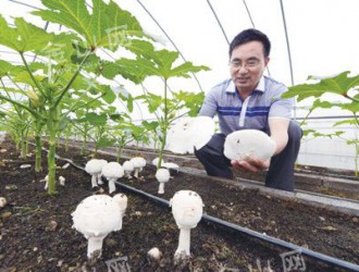 江蘇：蔬菜大棚中長(zhǎng)出野生蘑菇（圖） ()