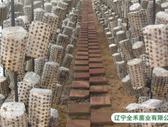 都市綠色生態(tài)小區(qū)添加新元素     中國(guó)菌王“住宅小區(qū)生態(tài)立體蘑菇園”項(xiàng)目引轟動(dòng) ()