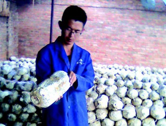 80后回鄉(xiāng)種蘑菇 食用菌種植基地迎春風(fēng) ()
