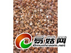 鸡松茸的生产和批发图1