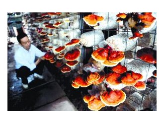 四川南充：科技催生新品種 “靈芝”生產(chǎn)工廠化（圖） ()