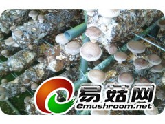 出口级香菇菌包图2