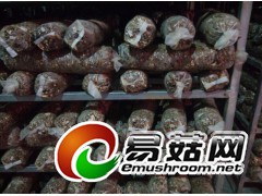 山东青岛出口日本级香菇菌棒国外技术跟踪图2