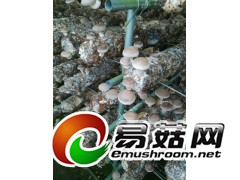 山东青岛出口日本级香菇菌棒国外技术跟踪图1