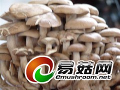 收购双孢菇,杏鲍菇,香菇等食用菌图2
