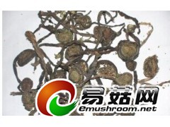 求购龙爪菇一手货源图1