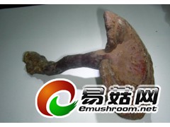 山东灵芝种植基地图1