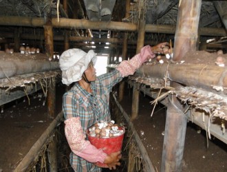 聯(lián)珠鎮(zhèn)姬松茸試種成功(圖文) ()